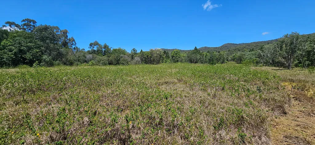 Paddock thick with lantana before clearing